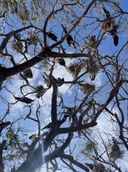 Frigate Nesting Tree